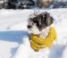 mascotas en invierno